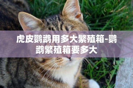 虎皮鸚鵡用多大繁殖箱-鸚鵡繁殖箱要多大