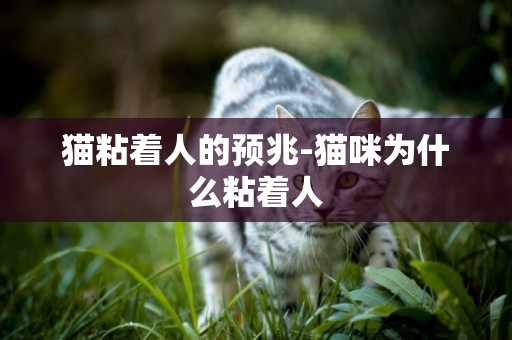 貓粘著人的預兆-貓咪為什么粘著人