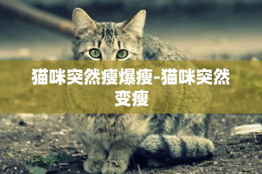 貓咪突然瘦爆瘦-貓咪突然變瘦