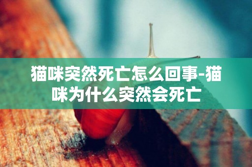 貓咪突然死亡怎么回事-貓咪為什么突然會死亡