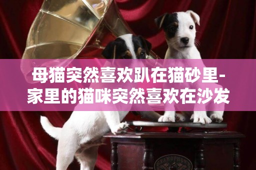母貓突然喜歡趴在貓砂里-家里的貓咪突然喜歡在沙發上排泄了。。。