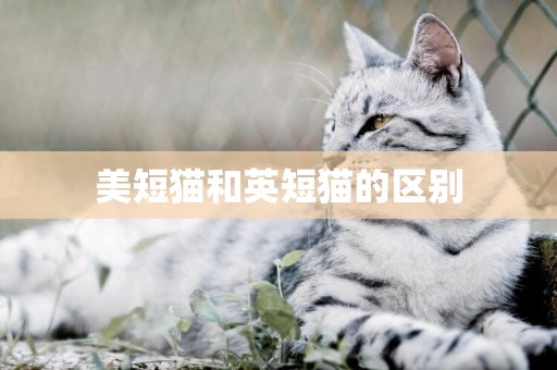美短貓和英短貓的區別