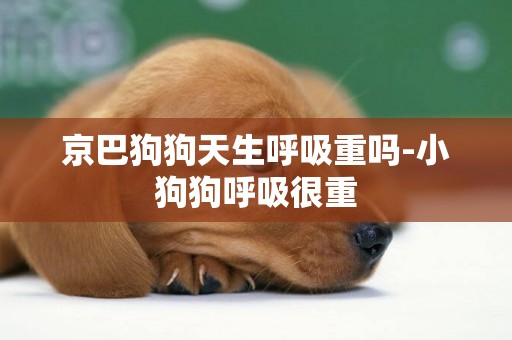 京巴狗狗天生呼吸重嗎-小狗狗呼吸很重