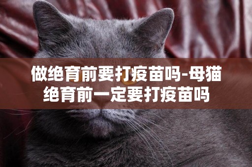 做絕育前要打疫苗嗎-母貓絕育前一定要打疫苗嗎