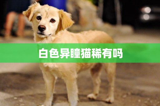 白色異瞳貓稀有嗎