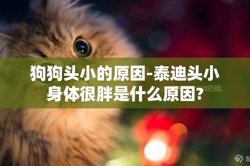 狗狗頭小的原因-泰迪頭小身體很胖是什么原因?