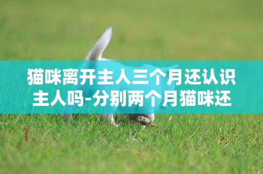 貓咪離開主人三個月還認識主人嗎-分別兩個月貓咪還記得主人嗎
