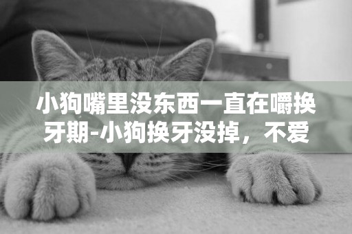 小狗嘴里沒東西一直在嚼換牙期-小狗換牙沒掉，不愛吃飯，而且吃東西有的時候還得幫他嚼爛。是不是它牙疼不