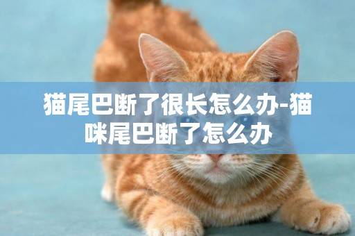 貓尾巴斷了很長怎么辦-貓咪尾巴斷了怎么辦