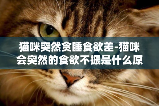 貓咪突然貪睡食欲差-貓咪會突然的食欲不振是什么原因，需要怎么診治