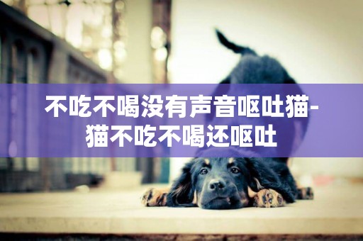 不吃不喝沒有聲音嘔吐貓-貓不吃不喝還嘔吐