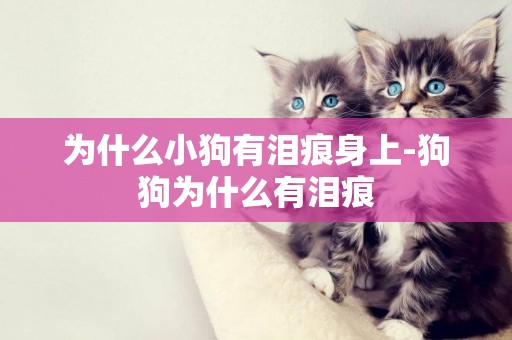 為什么小狗有淚痕身上-狗狗為什么有淚痕