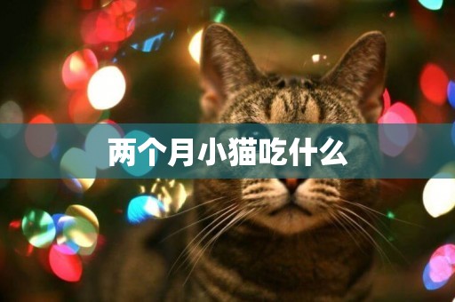 兩個月小貓吃什么