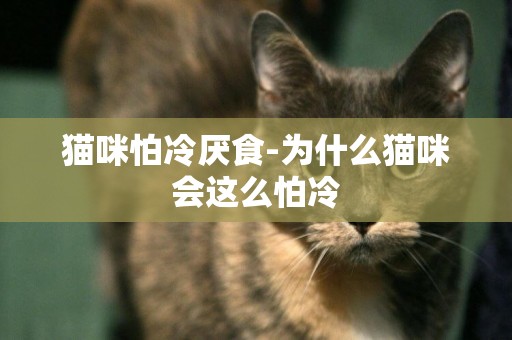 貓咪怕冷厭食-為什么貓咪會這么怕冷