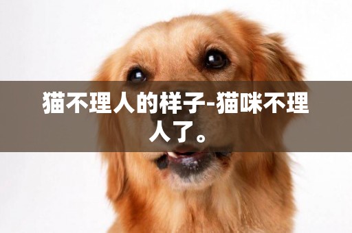 貓不理人的樣子-貓咪不理人了。