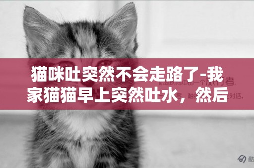 貓咪吐突然不會走路了-我家貓貓早上突然吐水，然后就不動了，是怎么回事？
