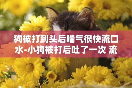 狗被打到頭后喘氣很快流口水-小狗被打后吐了一次 流口水是怎么回事？