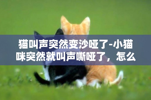 貓叫聲突然變沙啞了-小貓咪突然就叫聲嘶啞了，怎么回事？