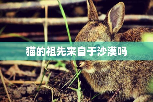 貓的祖先來自于沙漠嗎