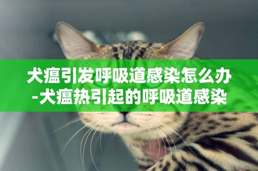 犬瘟引發呼吸道感染怎么辦-犬瘟熱引起的呼吸道感染