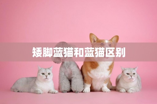 矮腳藍貓和藍貓區別