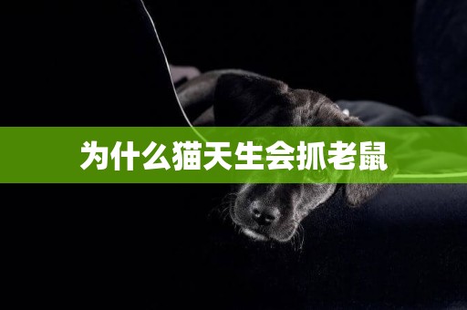 為什么貓天生會抓老鼠