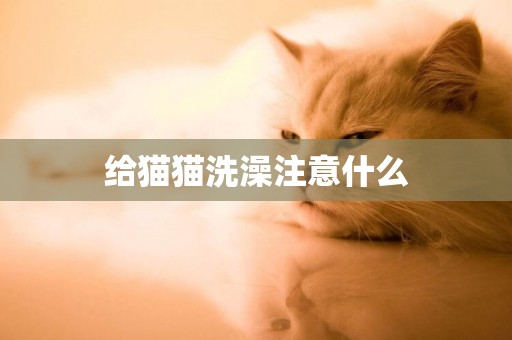 給貓貓洗澡注意什么