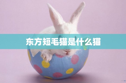 東方短毛貓是什么貓