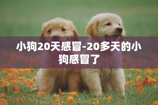 小狗20天感冒-20多天的小狗感冒了