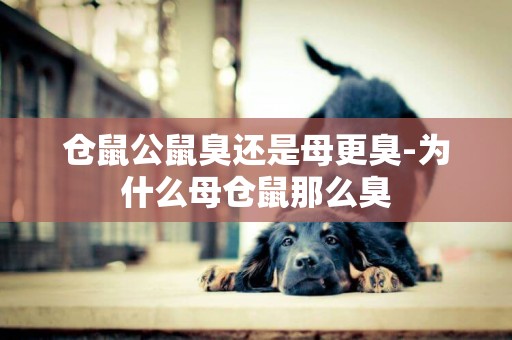 倉鼠公鼠臭還是母更臭-為什么母倉鼠那么臭