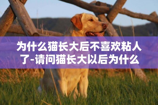 為什么貓長大后不喜歡粘人了-請問貓長大以后為什么會變得不愛動了？