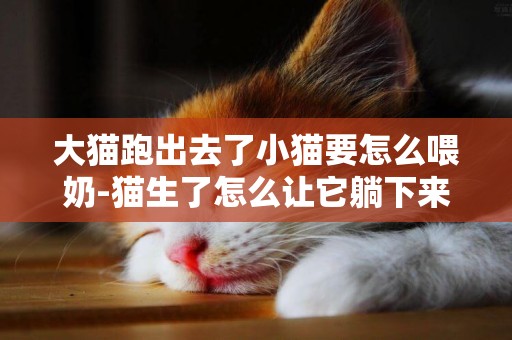 大貓跑出去了小貓要怎么喂奶-貓生了怎么讓它躺下來喂奶