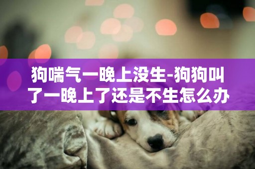 狗喘氣一晚上沒生-狗狗叫了一晚上了還是不生怎么辦