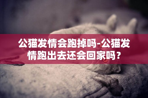 公貓發情會跑掉嗎-公貓發情跑出去還會回家嗎？