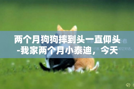 兩個月狗狗摔到頭一直仰頭-我家兩個月小泰迪，今天不小心摔到腦袋了，咣當一聲，狗狗當時就張著嘴翻白眼了