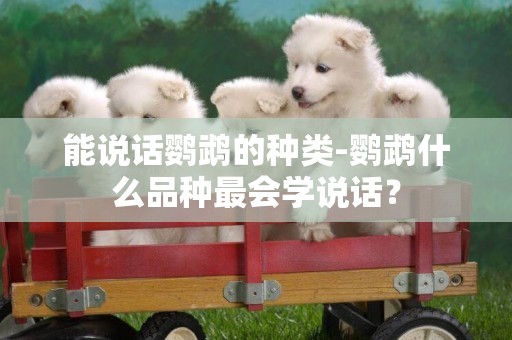 能說話鸚鵡的種類-鸚鵡什么品種最會學說話？