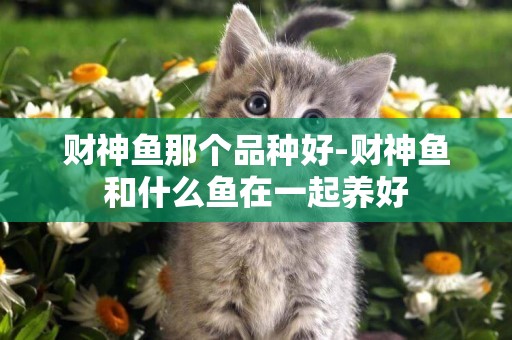財神魚那個品種好-財神魚和什么魚在一起養好