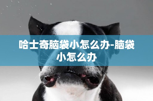 哈士奇腦袋小怎么辦-腦袋小怎么辦