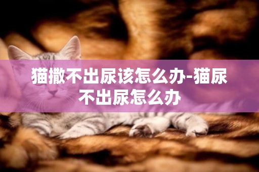 貓撒不出尿該怎么辦-貓尿不出尿怎么辦