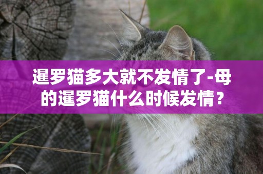暹羅貓多大就不發情了-母的暹羅貓什么時候發情？