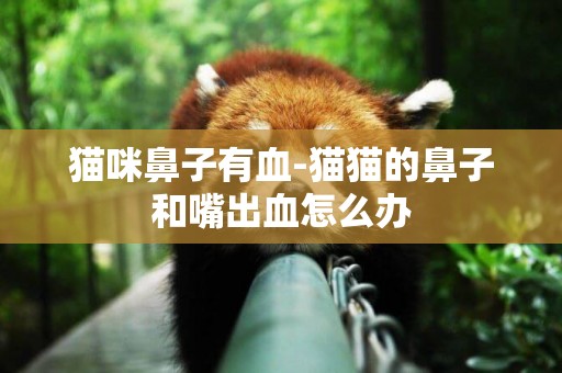 貓咪鼻子有血-貓貓的鼻子和嘴出血怎么辦