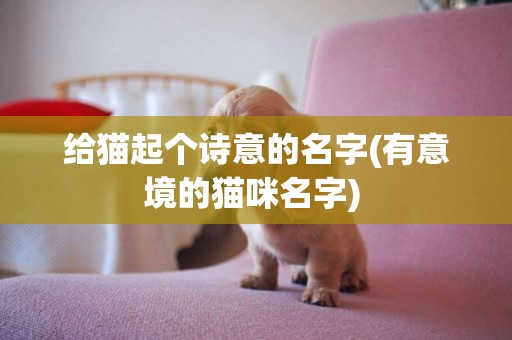 給貓起個詩意的名字(有意境的貓咪名字) 