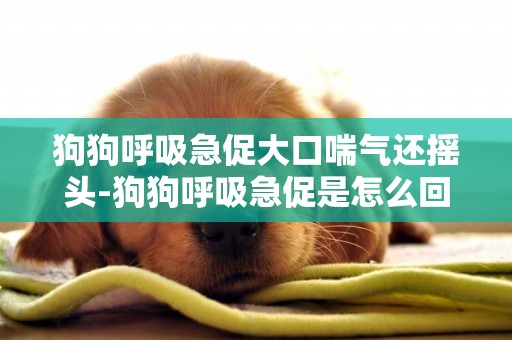 狗狗呼吸急促大口喘氣還搖頭-狗狗呼吸急促是怎么回事兒？