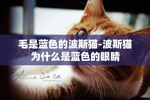 毛是藍色的波斯貓-波斯貓為什么是藍色的眼睛