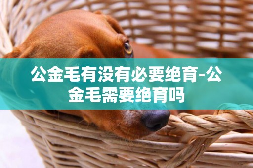 公金毛有沒有必要絕育-公金毛需要絕育嗎