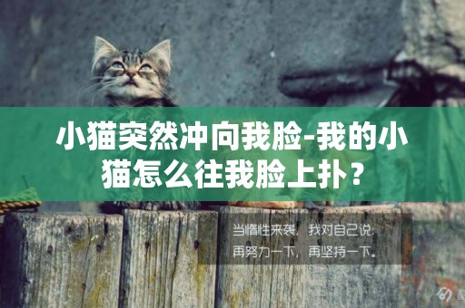 小貓突然沖向我臉-我的小貓怎么往我臉上撲？