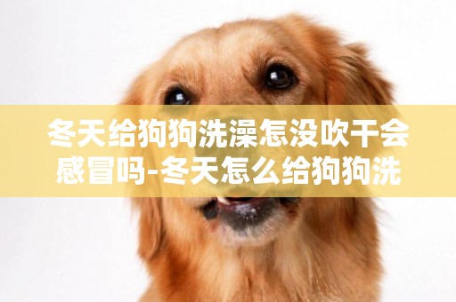 冬天給狗狗洗澡怎沒吹干會感冒嗎-冬天怎么給狗狗洗澡不感冒？
