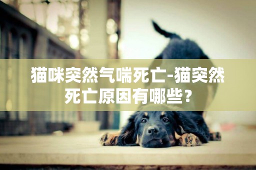 貓咪突然氣喘死亡-貓突然死亡原因有哪些？