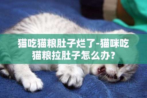 貓吃貓糧肚子爛了-貓咪吃貓糧拉肚子怎么辦？