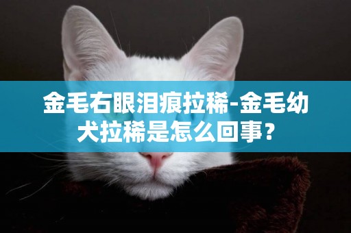金毛右眼淚痕拉稀-金毛幼犬拉稀是怎么回事？